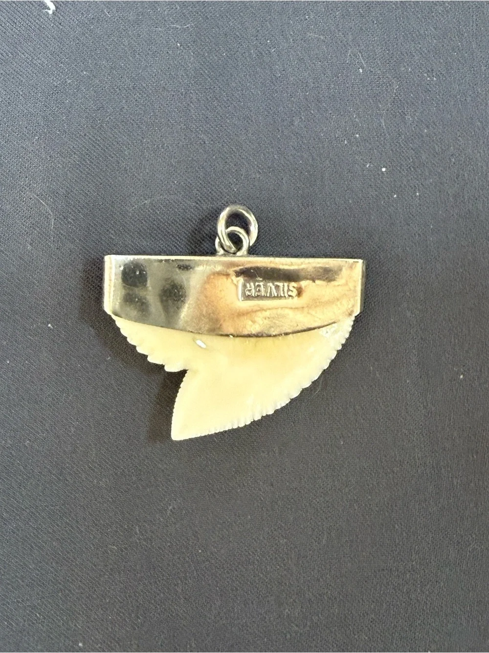 Vintage Silver Capped Shark Tooth Pendant Charm - Hallmarked